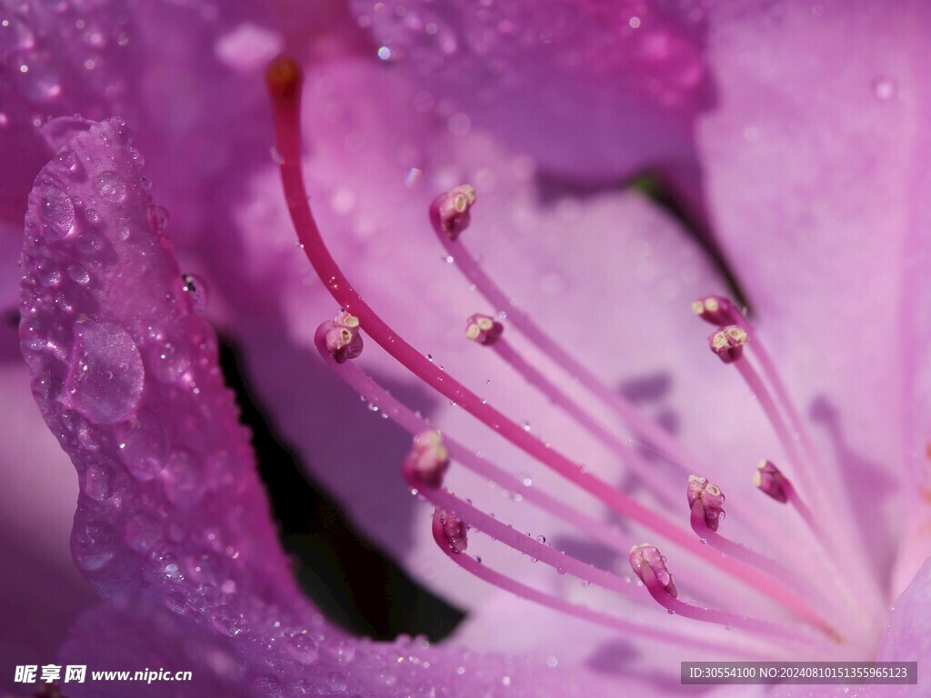  杜鹃花 图片
