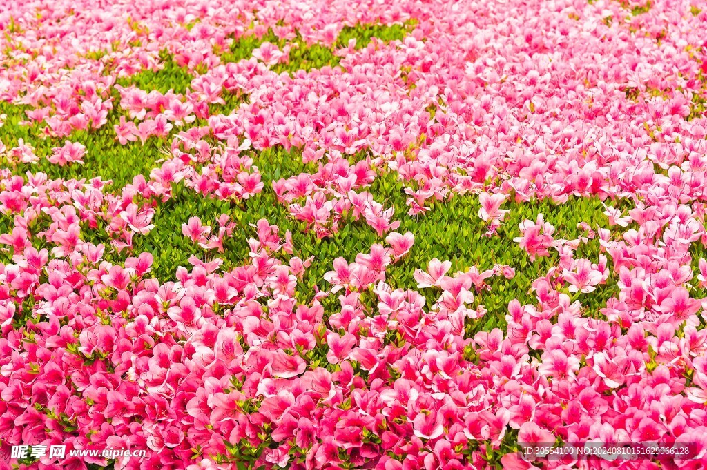 杜鹃花 图片
