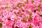 杜鹃花图片