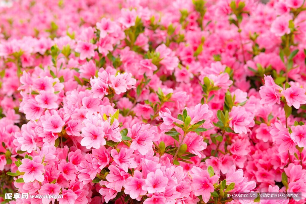 杜鹃花图片