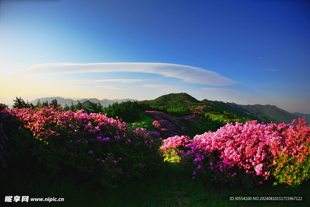 杜鹃花图片
