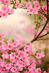 杜鹃花 图片