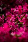 杜鹃花图片