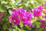 杜鹃花 图片