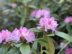 杜鹃花图片