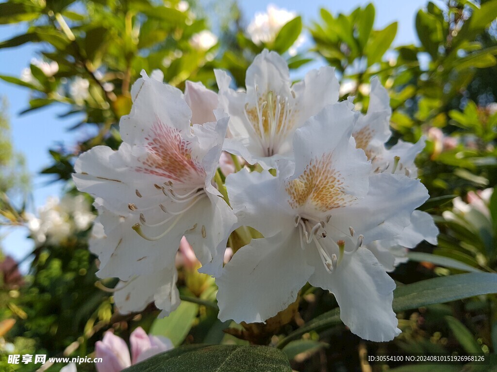  杜鹃花 图片