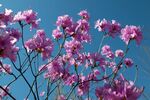 杜鹃花图片