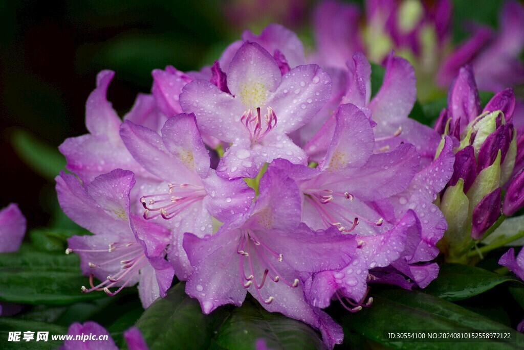 杜鹃花图片