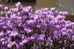 杜鹃花 图片