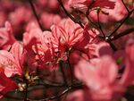 杜鹃花 图片