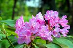 杜鹃花 图片
