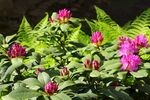 杜鹃花图片