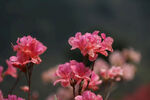 杜鹃花 图片