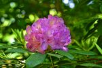 杜鹃花图片