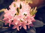 杜鹃花图片