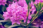 杜鹃花 图片