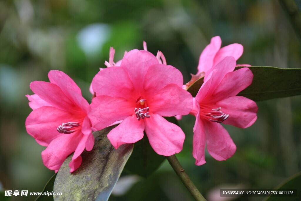 杜鹃花图片