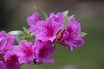 杜鹃花 图片