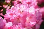 杜鹃花 图片