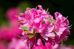 杜鹃花图片