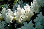 杜鹃花 图片