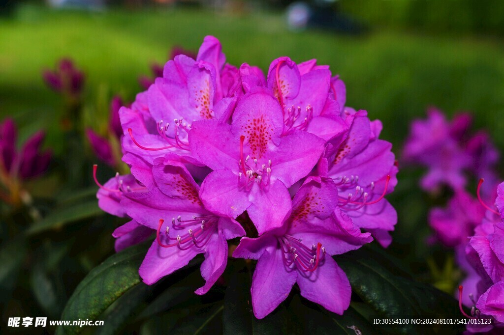 杜鹃花图片