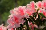  杜鹃花 图片