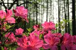 杜鹃花 图片