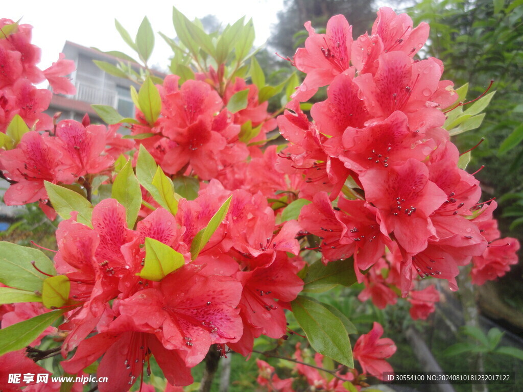 杜鹃花图片