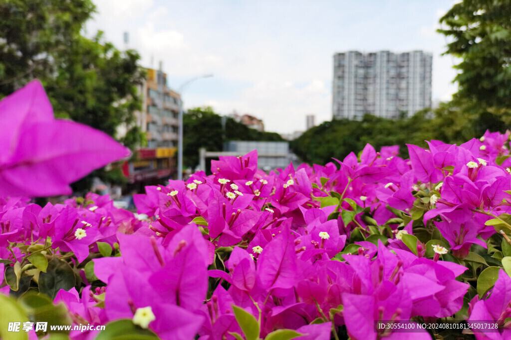 杜鹃花 图片