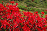 杜鹃花图片