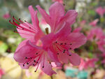 杜鹃花图片