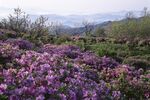 杜鹃花图片