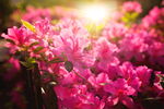 杜鹃花图片