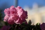 杜鹃花 图片