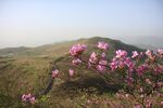 杜鹃花图片