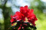 杜鹃花 图片