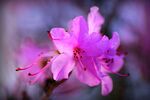 杜鹃花 图片