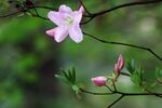 杜鹃花图片
