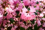杜鹃花图片