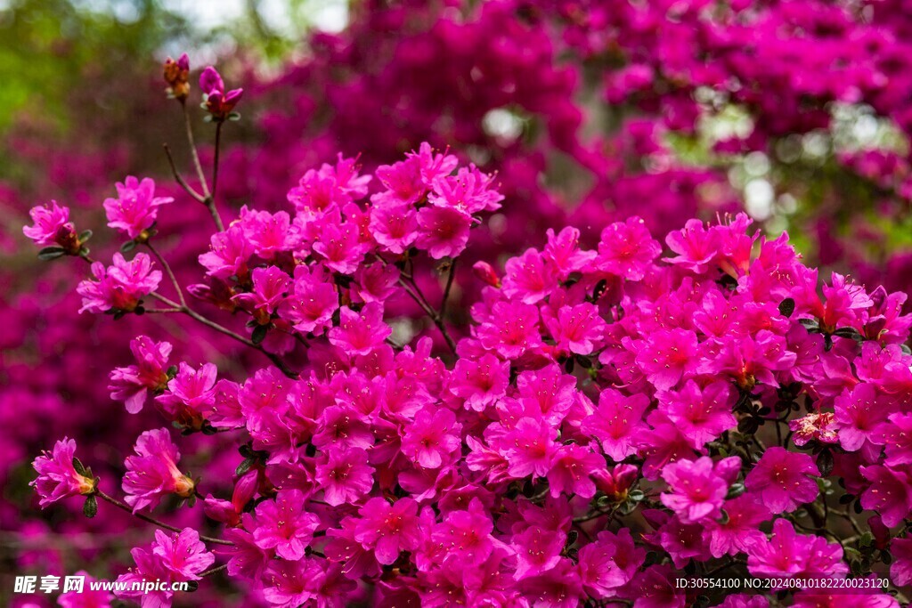 杜鹃花图片
