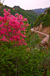 杜鹃花 图片