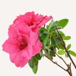 杜鹃花图片