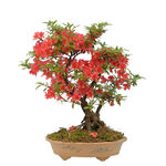 杜鹃花 图片