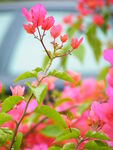 杜鹃花图片