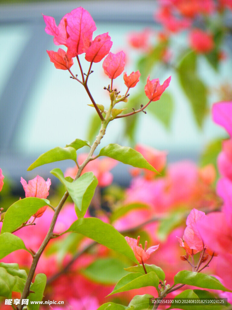杜鹃花图片