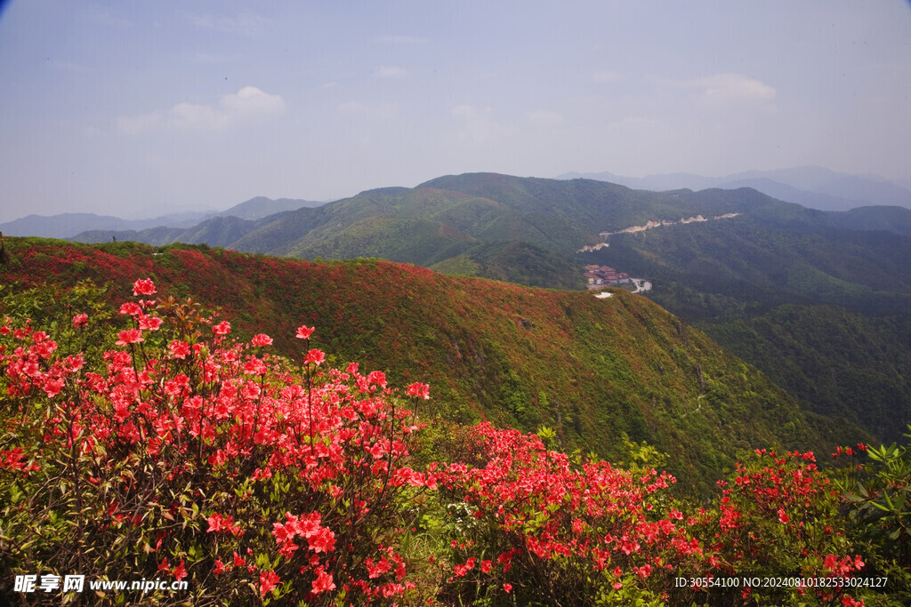 杜鹃花图片