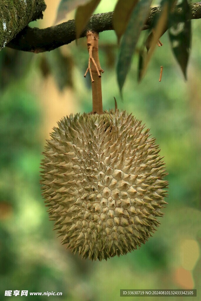榴莲照片