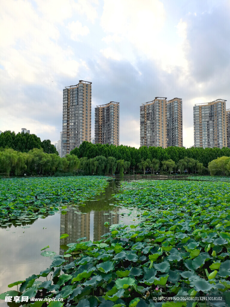 城市高楼荷塘景色