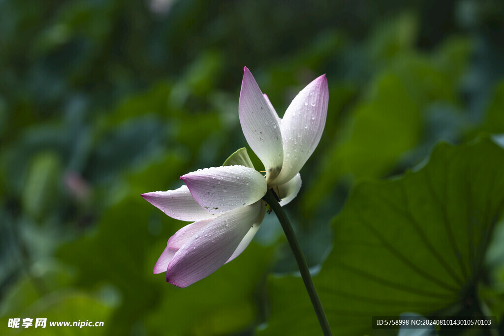 雨后荷花